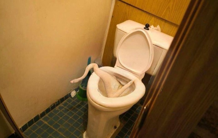 Женщина обнаружила змею у себя в туалете