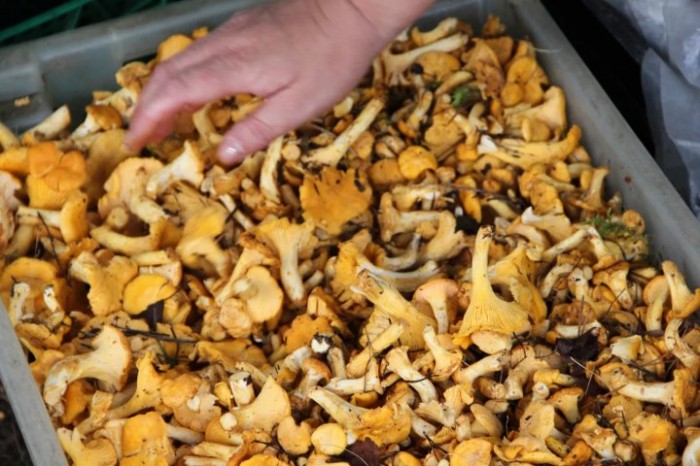 Среди самых дорогих позиций - чеснок, лисички, брусника. Что почем закупает Белкоопсоюз у огородников Среди самых дорогих позиций - чеснок, лисички, брусника. Что почем закупает Белкоопсоюз у огородников